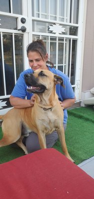 Private Training - Private training provides a one on one session with a certified trainer, your family and your furbaby. Training can be in Watkins or at your home. You might want to consider private training if: your dog has specific behavior issues that make your dog an inappropriate candidate for group class; you have specific training goals that are not covered in a group class environment or are better addressed in a private setting; your dog does not get along well with other dogs or people; your dog has difficulty focusing around other dogs or in new places; or you have a schedule that makes attending a group class difficult. Private Training - Private training provides a one on one session with a certified trainer, your family and your furbaby. Training can be in Watkins or at your home. You might want to consider private training if: your dog has specific behavior issues that make your dog an inappropriate candidate for group class; you have specific training goals that are not covered in a group class environment or are better addressed in a private setting; your dog does not get along well with other dogs or people; your dog has difficulty focusing around other dogs or in new places; or you have a schedule that makes attending a group class difficult.