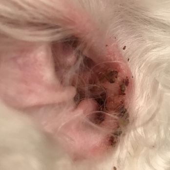 Snooty Pets - The cuts are at the exterior of the ear. - Pet Stores Near Me - Las Vegas, Nevada