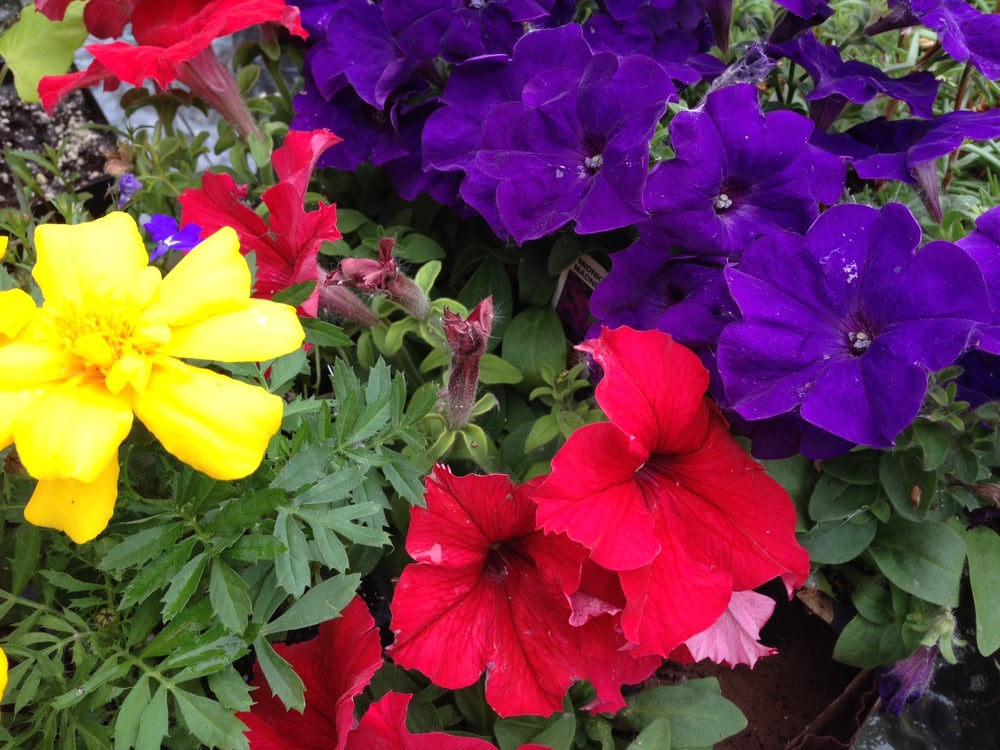 WINDOW BOX GARDEN GIFT & HOME Updated September 2024 2208 E Wausau