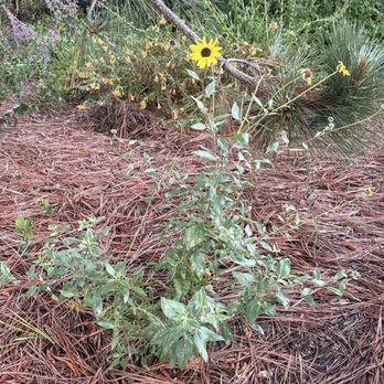 Point Loma Native Plant Garden - Local Flavor Near Me - Ocean Beach, California