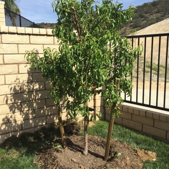 Moon Valley Nurseries - Nurseries & Gardening Near Me - Fillmore, California