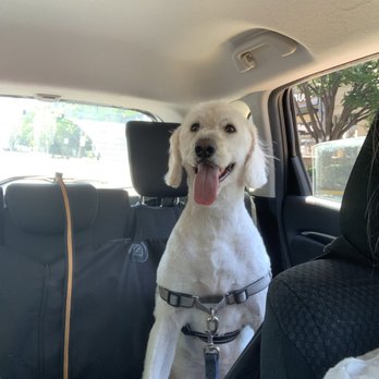 GROOM! Salon - Happy pup - Pet Groomers Near Me - Silver Spring, Maryland