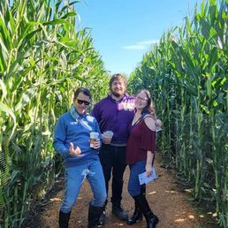 Very tall corn in the maze