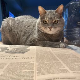 My cat. My cat.