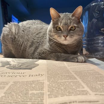 Pinnacle Veterinary Specialists - My cat. - Veterinarians Near Me - Glen Mills, Pennsylvania Pinnacle Veterinary Specialists - My cat. - Veterinarians Near Me - Glen Mills, Pennsylvania