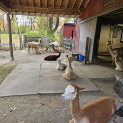 Harvard Alpaca Ranch - Behind the scenes