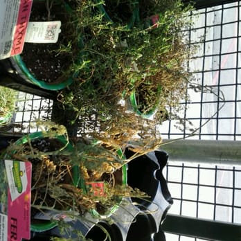 Walmart Supercenter - Dead veggie plants. - Grocery Near Me - Douglasville, Georgia Walmart Supercenter - Dead veggie plants. - Grocery Near Me - Douglasville, Georgia