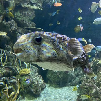 Seattle Aquarium - Aquariums Near Me - Seattle, Washington Seattle Aquarium - Aquariums Near Me - Seattle, Washington