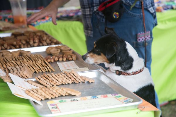 Orange Park Farmers' & Arts Market by null