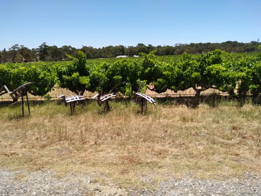 Turkey Flat Vineyards by null
