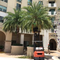 Florida Tree Removal
