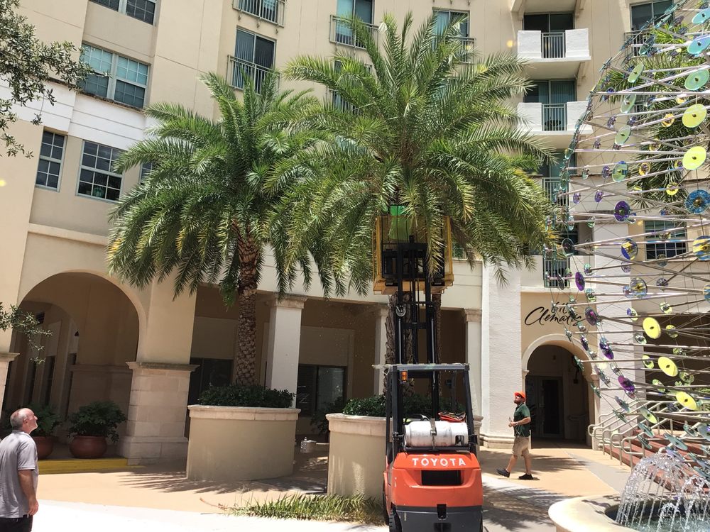FLORIDA TREE REMOVAL - Updated June 2026 - 15 Photos - Fort Lauderdale ...