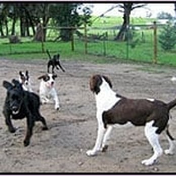 Two Rock Dog Ranch - Dogs at play outside - Pet Sitting Near Me - Petaluma, California Two Rock Dog Ranch - Dogs at play outside - Pet Sitting Near Me - Petaluma, California