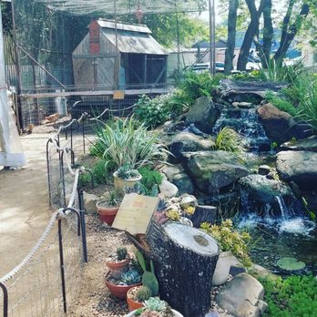 Cosmic - Outdoor koi pond and a chicken coop! - Coffee & Tea Near Me - Austin, Texas Cosmic - Outdoor koi pond and a chicken coop! - Coffee & Tea Near Me - Austin, Texas