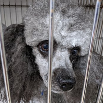 Royalty Pet Center - Pet Stores Near Me - Houston, Texas Royalty Pet Center - Pet Stores Near Me - Houston, Texas
