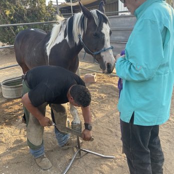 Rudy’s Farrier Service - Rudy's Farrier Service! Does a great job! - Farriers Near Me Rudy’s Farrier Service - Rudy's Farrier Service! Does a great job! - Farriers Near Me