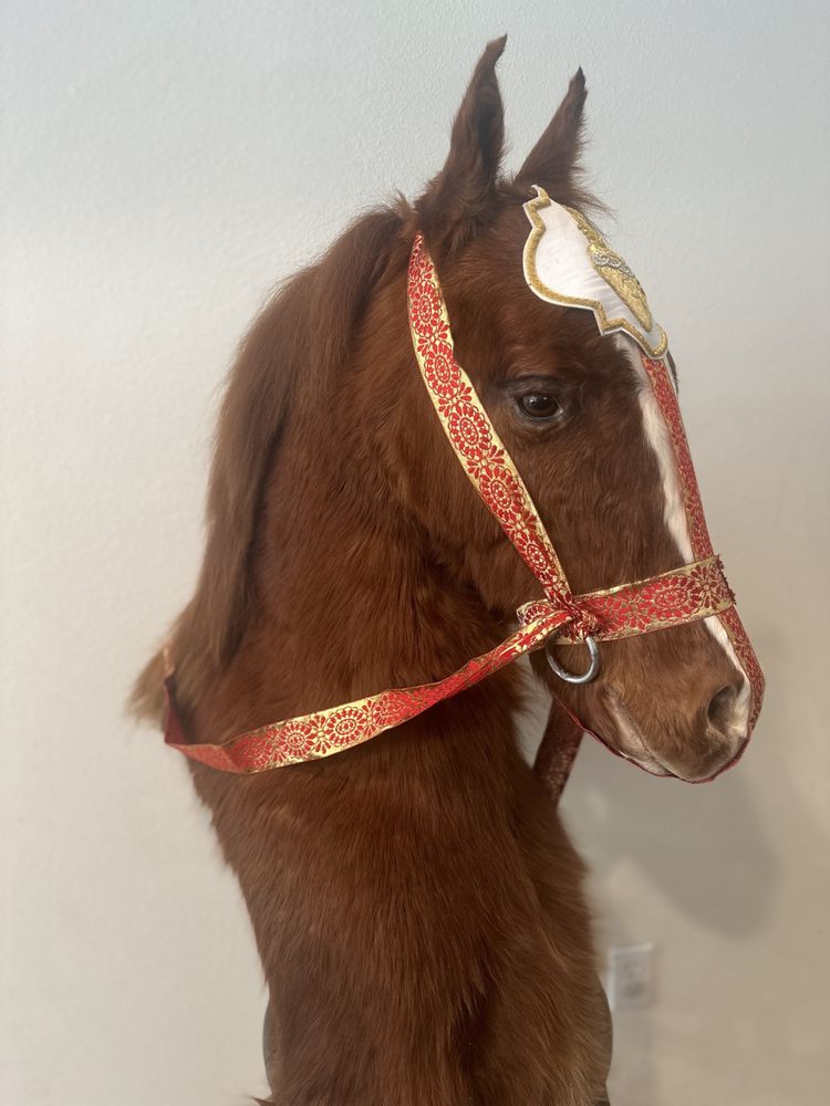 New Orleans Taxidermy - taxidermy in New Orleans, LA