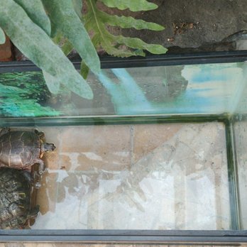 Made The Cut - 2 pet turtles in the garden in the back - Hair Salons Near Me - Brooklyn, New York