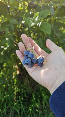 Larsen Lake Blueberry Farm by null