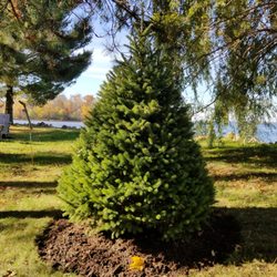 Albrecht's Nursery & Orchard - Why Yes, Of Course We Do Installations!