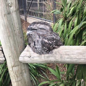 Adelaide Zoo - Wise old owl!! - Zoos Near Me - Adelaide, SA Adelaide Zoo - Wise old owl!! - Zoos Near Me - Adelaide, SA