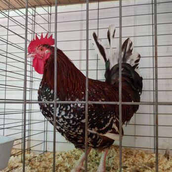 Cumberland County Fair Grounds - Festivals Near Me - Cumberland, Maine
