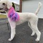 Photo of Friends Furever Mobile Pet Salon