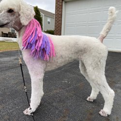 Friends Furever Mobile Pet Salon - Corded mane with multi colored pet safe hair dye