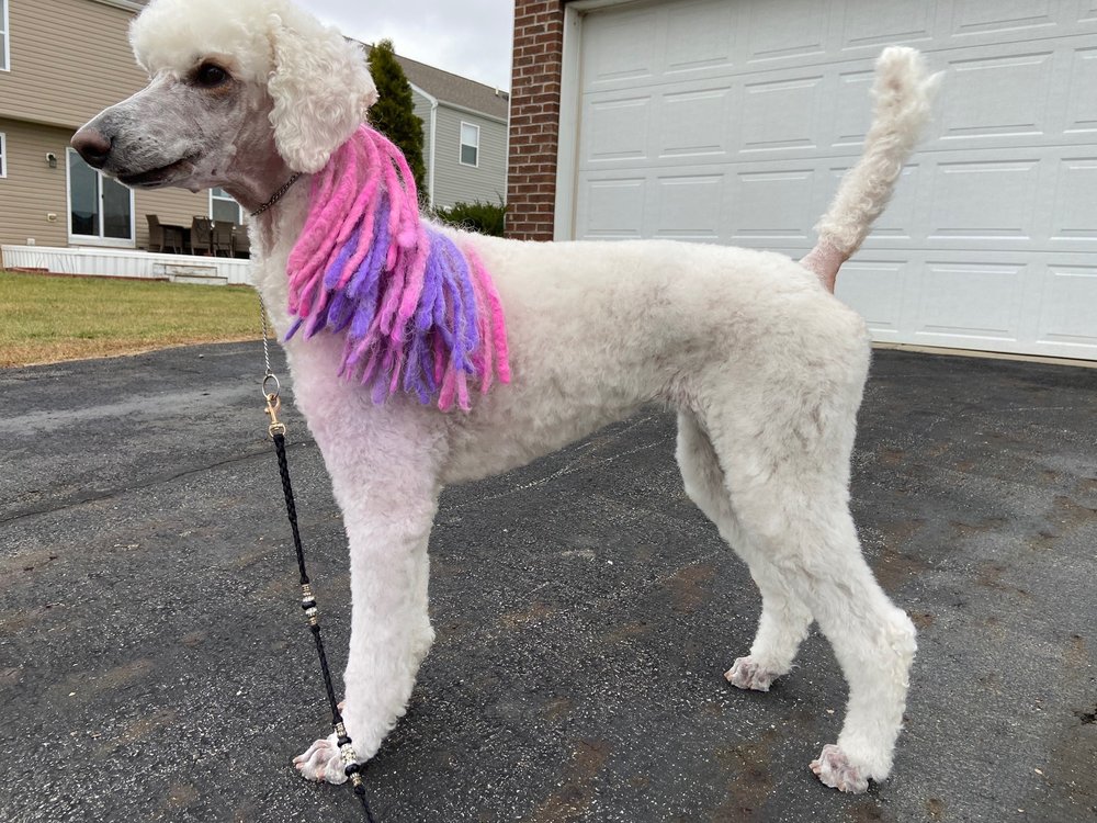 FRIENDS FUREVER MOBILE PET SALON 12 Photos South Bloomfield, Ohio