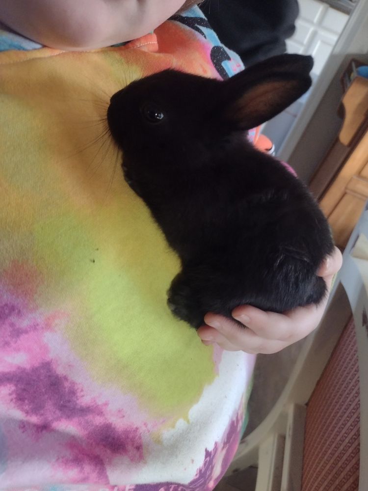 QUALITY RABBITS 4631 N Maize Rd, Wichita, Kansas Pet Stores Phone