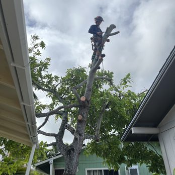 Tree Bulls - Tree Services Near Me Tree Bulls - Tree Services Near Me