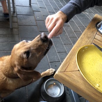Three Bears Brewery and Restaurant - Scout digging the burger patty - Brewpubs Near Me - Banff, Alberta Three Bears Brewery and Restaurant - Scout digging the burger patty - Brewpubs Near Me - Banff, Alberta
