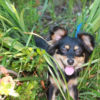 Premier Veterinary Hospital - Veterinarians Near Me - Tyler, Texas Premier Veterinary Hospital - Veterinarians Near Me - Tyler, Texas