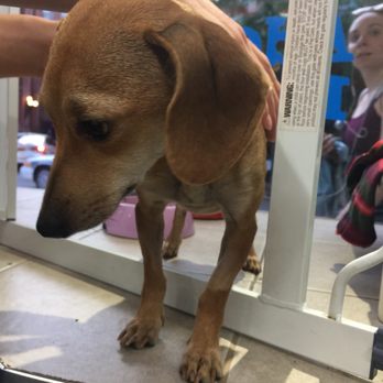 Doggie Style Pets - Pet Stores Near Me - Philadelphia, Pennsylvania Doggie Style Pets - Pet Stores Near Me - Philadelphia, Pennsylvania
