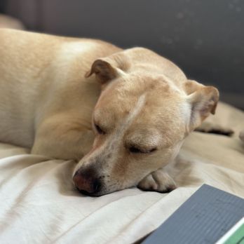 Community Veterinary Hospital - My doggo - Veterinarians Near Me - Garden Grove, California Community Veterinary Hospital - My doggo - Veterinarians Near Me - Garden Grove, California