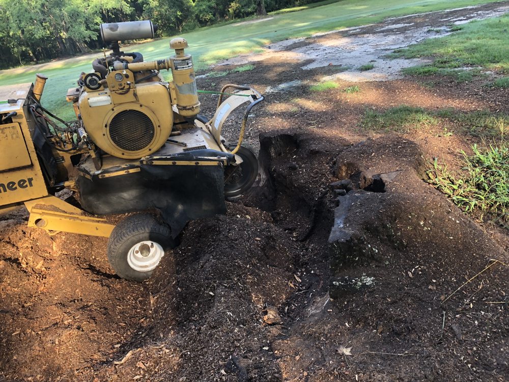 Low Country Stump Removal - tree service in Charleston, SC
