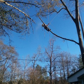 Lumberjack Tree Experts - Using special techniques to remove limbs over the powerlines. - Tree Services Near Me - Griffin, Georgia Lumberjack Tree Experts - Using special techniques to remove limbs over the powerlines. - Tree Services Near Me - Griffin, Georgia