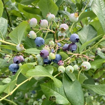Last Resort Farm - 7/21. Organic blue berries... leaves look similar to gardenias - Pick Your Own Farms Near Me - Monkton, Vermont Last Resort Farm - 7/21. Organic blue berries... leaves look similar to gardenias - Pick Your Own Farms Near Me - Monkton, Vermont