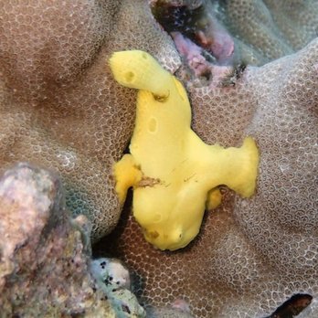 Aquatic Life Divers - Baby frog fish - Scuba Diving Near Me - Kailua-kona, Hawaii Aquatic Life Divers - Baby frog fish - Scuba Diving Near Me - Kailua-kona, Hawaii