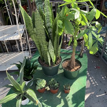 Plant Safari - Nurseries & Gardening Near Me - Upland, California Plant Safari - Nurseries & Gardening Near Me - Upland, California
