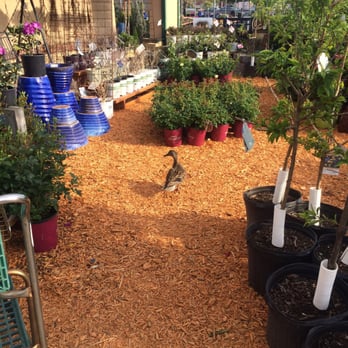 Earl May Garden Center - A feathery shopper in the garden center - Nurseries & Gardening Near Me - Ankeny, Iowa Earl May Garden Center - A feathery shopper in the garden center - Nurseries & Gardening Near Me - Ankeny, Iowa