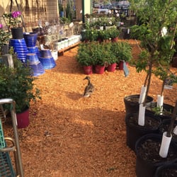 Earl May Garden Center - A feathery shopper in the garden center