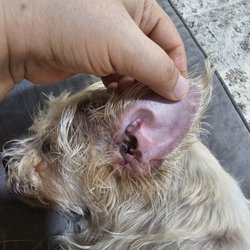 Lincoln Animal Hospital - My dog's ear got worse after this vet treatment