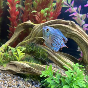 Aquatech Aquarium Service - Aquarium Services Near Me - Culver City, California Aquatech Aquarium Service - Aquarium Services Near Me - Culver City, California