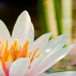 Lan Foot Spa in Rockville gift card
