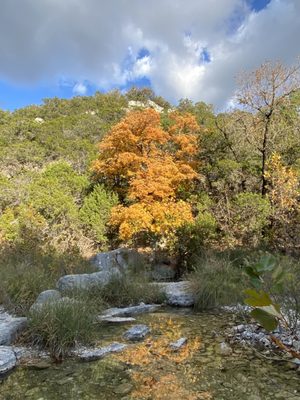 Lost Maples State Natural Area by null