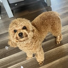 Mini poodle