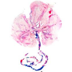 Touched by Mimi Birth Services - Placenta Print