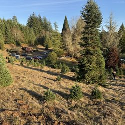 Loch Lolly Christmas Forest