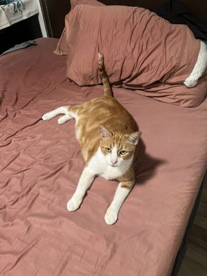 Animal Care and Wellness Center